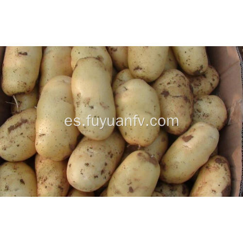 venta de papas frescas shandong